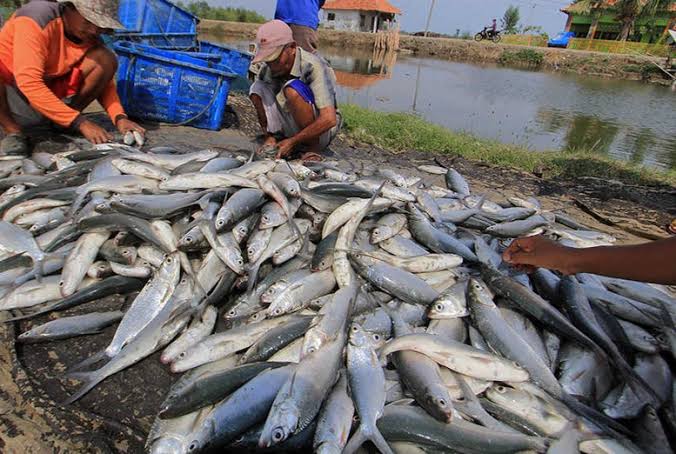 Ikan hasil tangkapan nelayan dibawa ke tempat penampungan ikan.