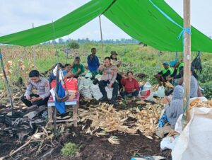 Kapolsek Segah panen jagung bersama PT Agrindo Sukses Sejahtera di Kampung Harapan Jaya, Kecamatan Segah, Sabtu (24/05/2025).