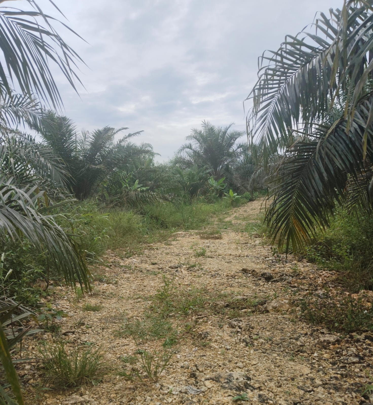 Proyek peningkatan jalan usaha tani di Kampung Biatan Baru, Kecamatan Biatan diduga dilakukan asal-asalan.